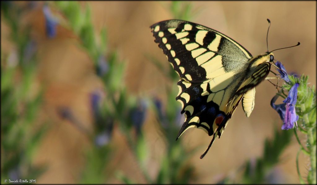 Papilio machaon di quale sesso? M.